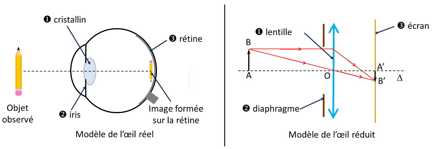 Modèle de l'oeil