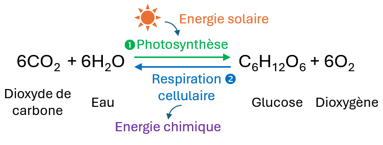 Photosynthèse